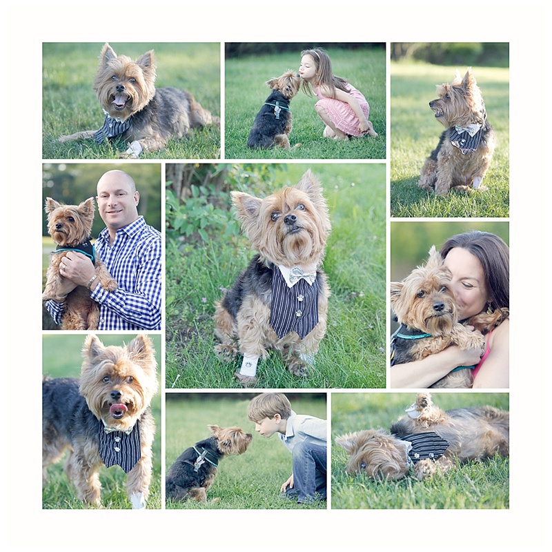 Pet Photography