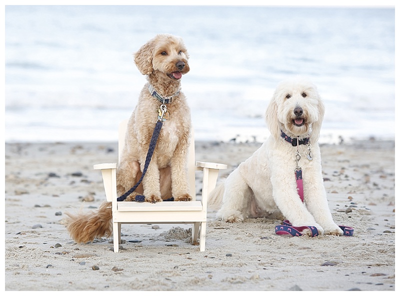 Pet Portraits