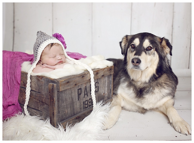 MA Pet photographer