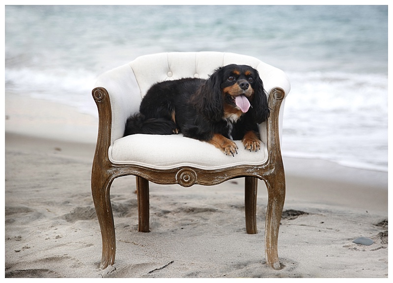 Bridgewater Maternity Photographer